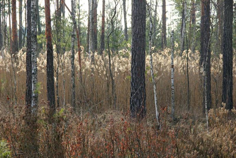 thxdfgdfgfhhg.thumb.jpg.6bd799f5076e0e57