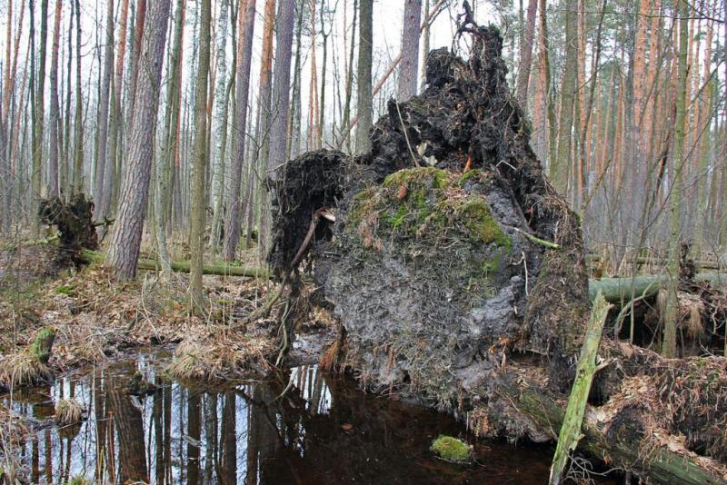 uyktgergyyuyu.thumb.jpg.2b0a0c7c6c2abb95