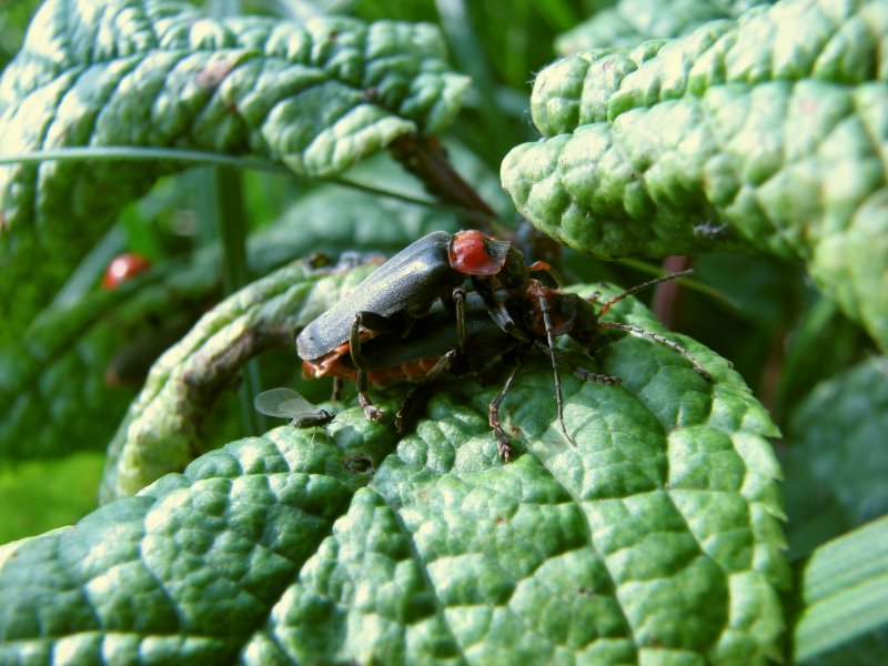 IMG_0095.thumb.JPG.1bc78e1dc9a7f81cbd6be