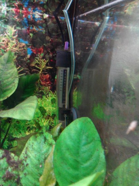 IMG_20160212_202946.thumb.jpg.3bc02766de