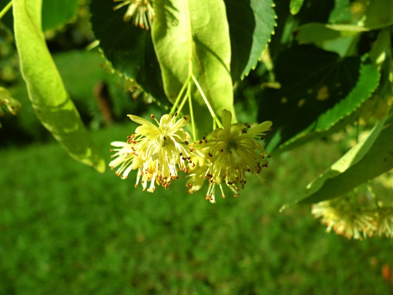 IMG_3065_.thumb.jpg.7c1e26b034210078b8a8