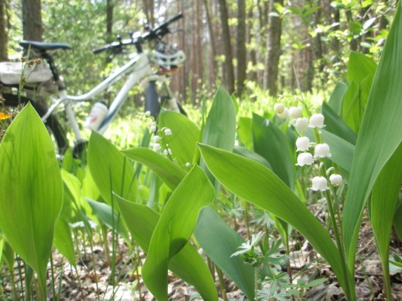 P5094883.thumb.JPG.2b7a15fb04421e136067e