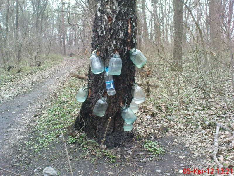 Дійна береза.JPG