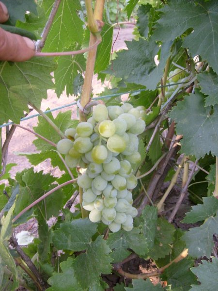 Элегант сверхранний_2.jpg