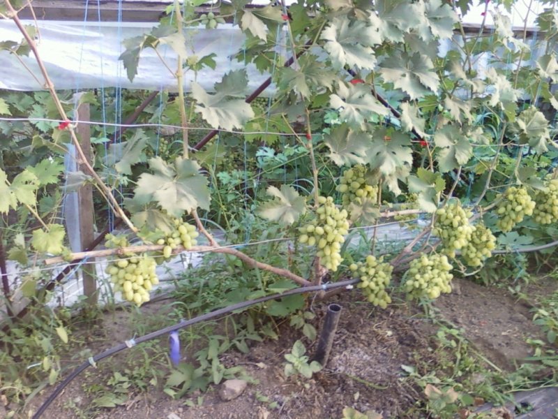 3 Бажена 17.07.11 прищепка.jpg