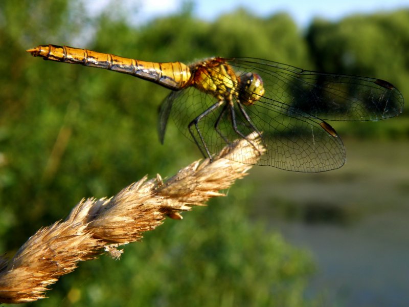 P7104126_новый размер.jpg