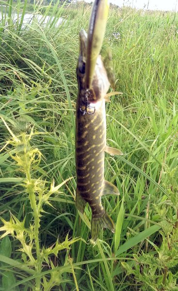 2016-07-09 08.50.48.jpg