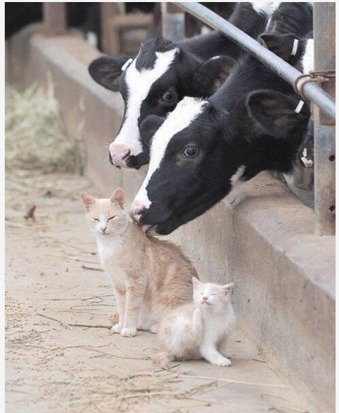 дружба    телёнок    котейка    отношения   смешные картинки и другие приколы  комиксы  гиф анимация  видео  лучший интеллектуальный юмор..png