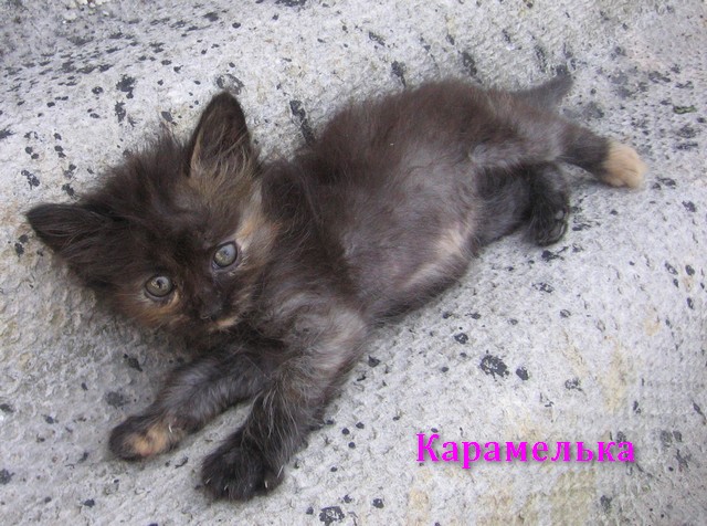 Карамелька.JPG