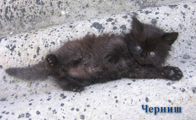 Черниш.JPG