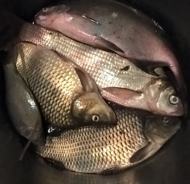 WP_20160902_21_59_17_Pro (2).jpg