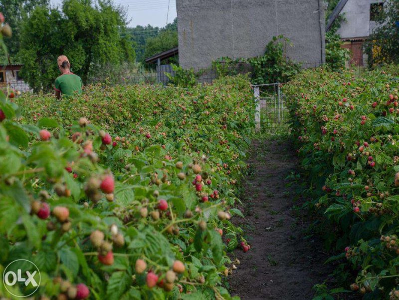 155666457_2_1000x700_sazhentsy-maliny-remontantnaya-bolgarskiy-sort-lyulin-optrozn-fotografii.jpg