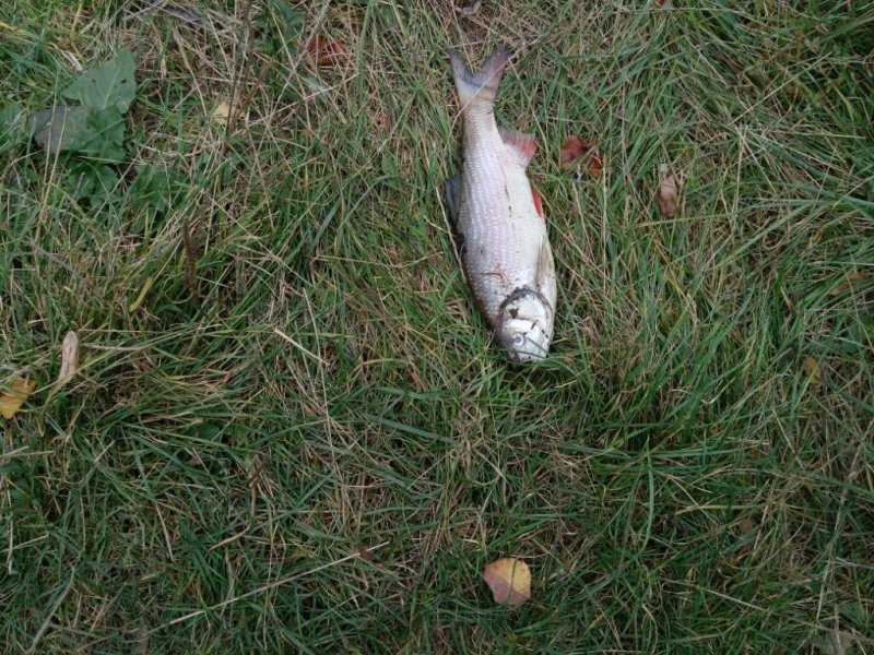 20161009_155842.thumb.jpg.c321034870a9cc