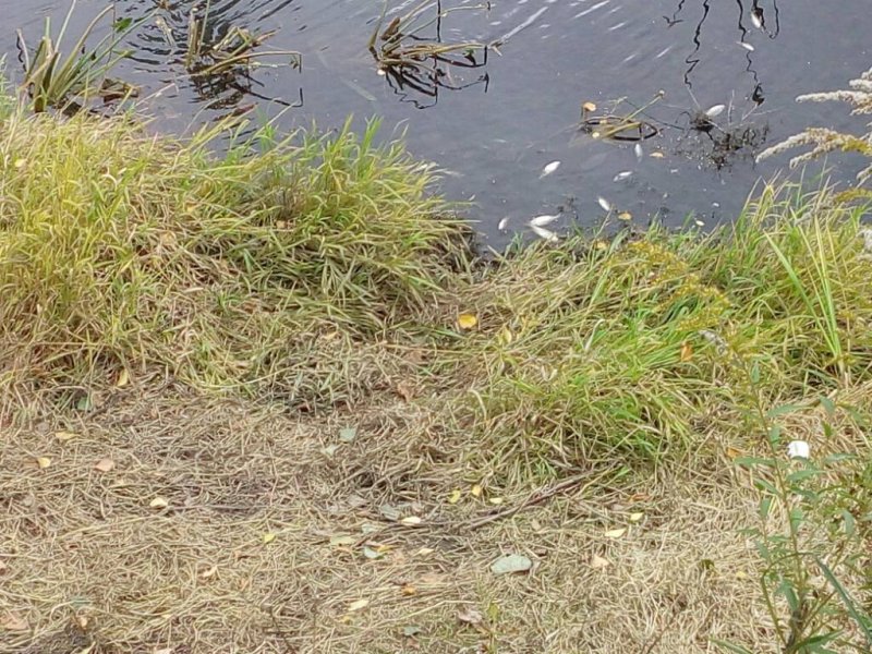 20161009_155858.thumb.jpg.ff0c99ece4a152