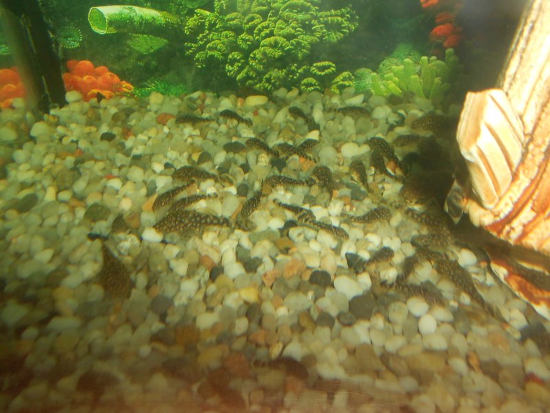 Сомики анциструси.JPG