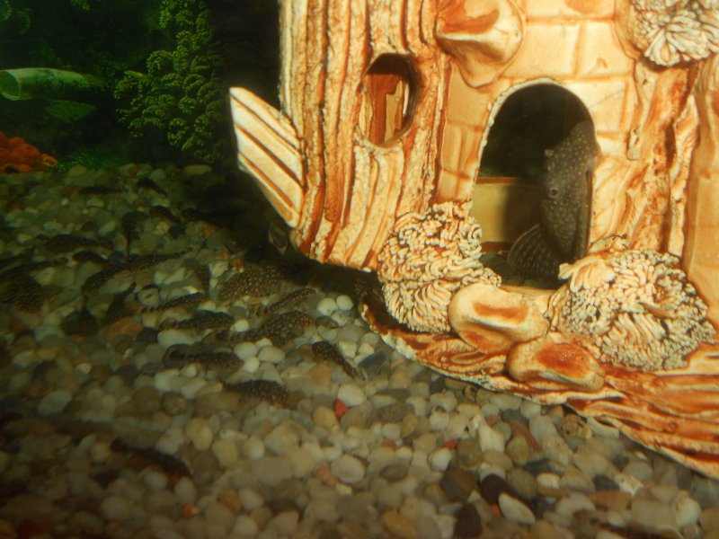 Сомики анциструси (2).JPG