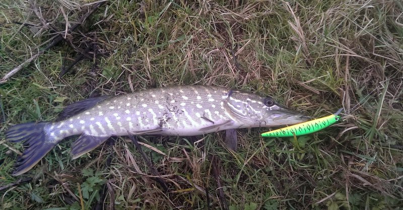 2016-11-12 14.25.05.jpg