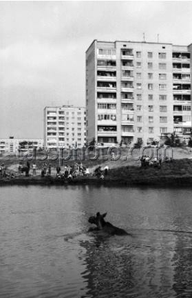 Лось в Сапалаївці. 19 червня 1987 року.jpg