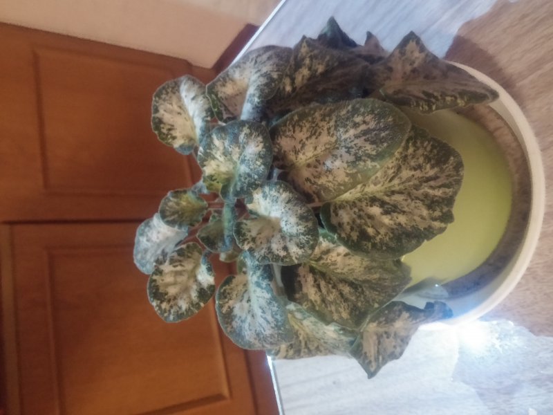 2016-12-07 19.35.12.jpg