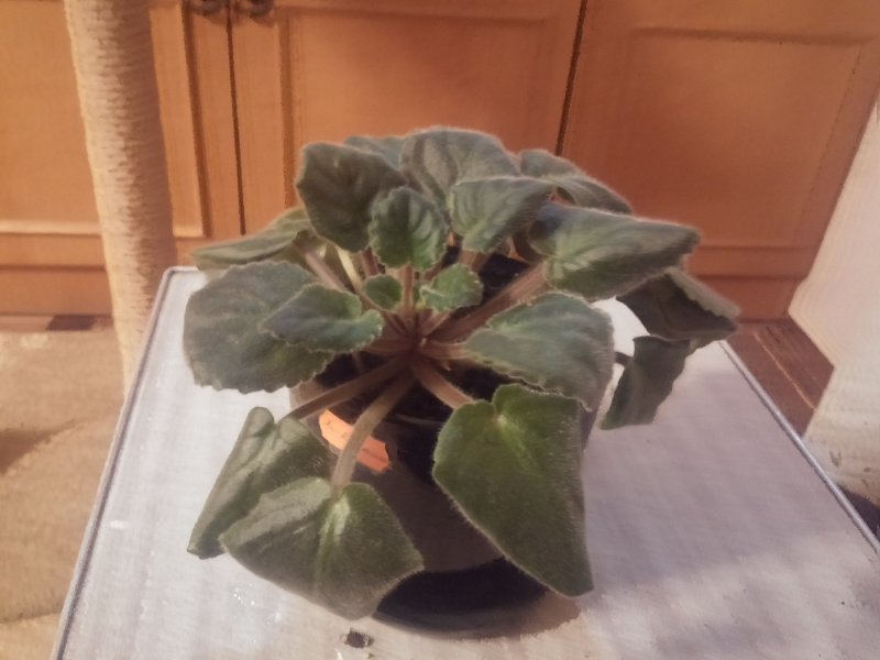 2016-12-07 19.43.25.jpg