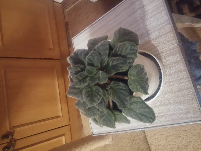 2016-12-07 19.52.08.jpg