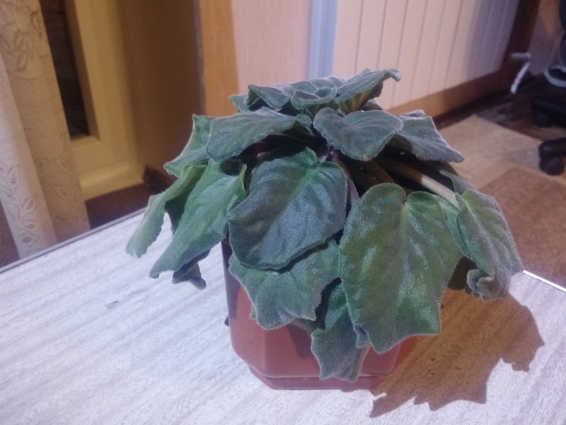 2016-12-07 20.52.46.jpg