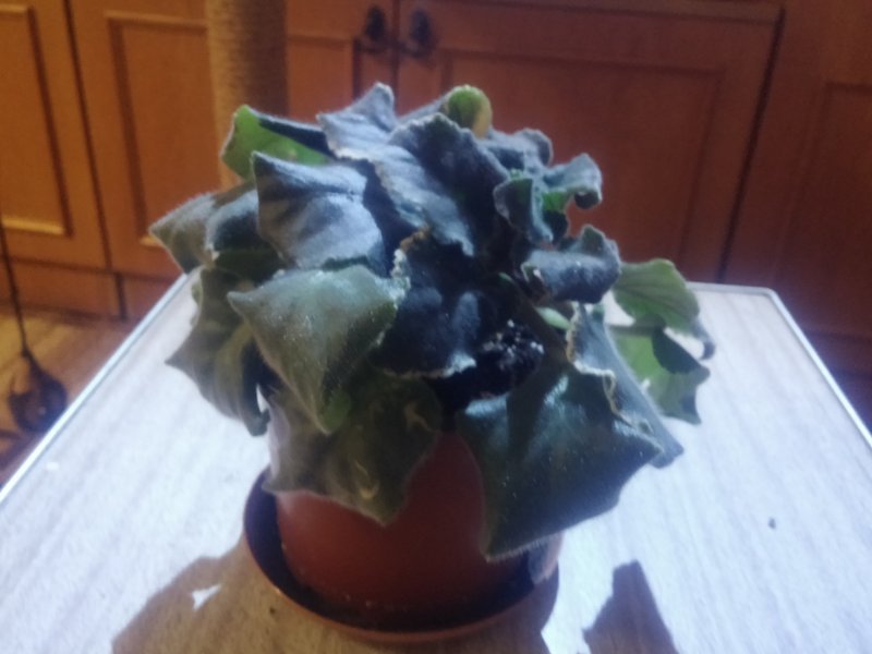 2016-12-07 21.03.16.jpg