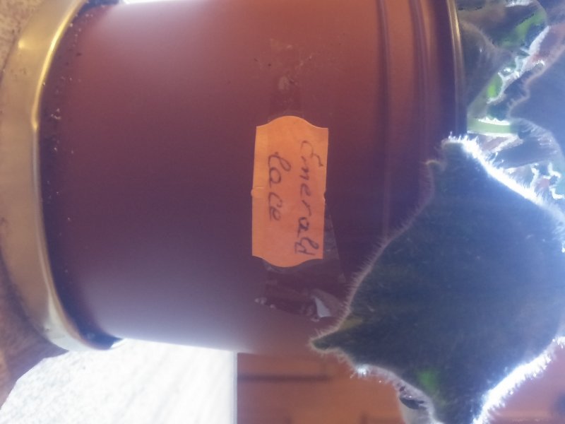 2016-12-07 21.04.49.jpg