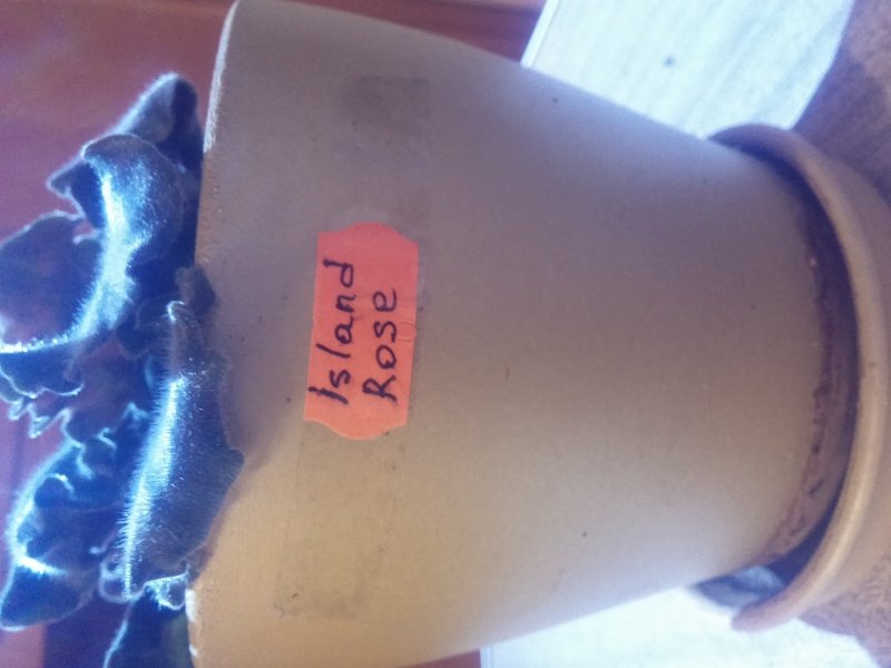 2016-12-07 21.09.15.jpg