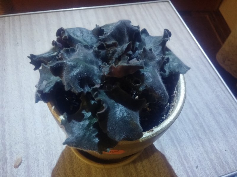 2016-12-07 21.09.21.jpg