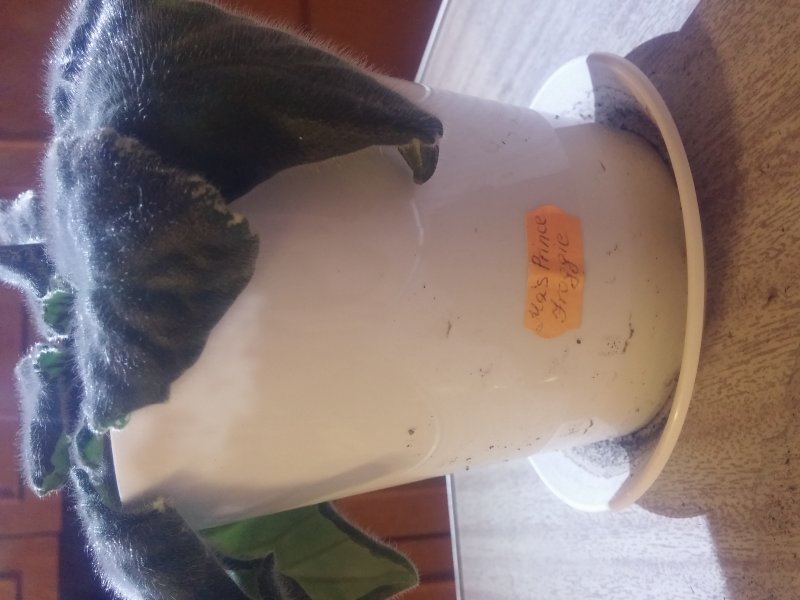 2016-12-07 21.10.43.jpg