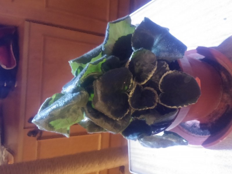 2016-12-07 21.12.44.jpg