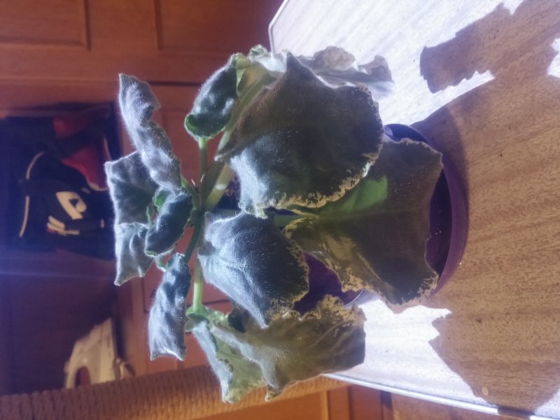 2016-12-07 21.16.06.jpg