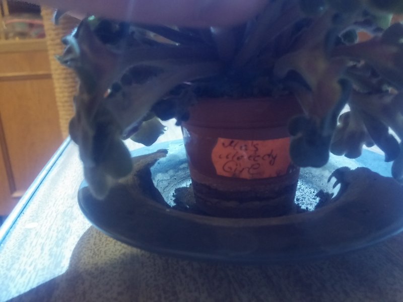 2016-12-07 21.19.45.jpg