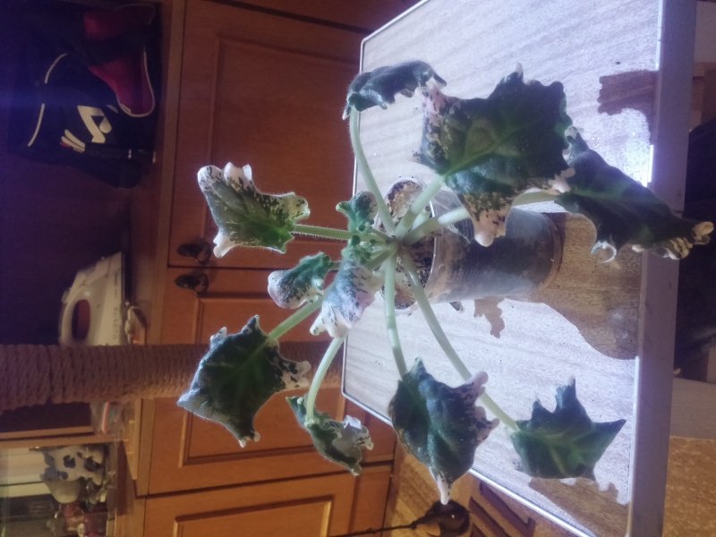 2016-12-07 21.34.36.jpg