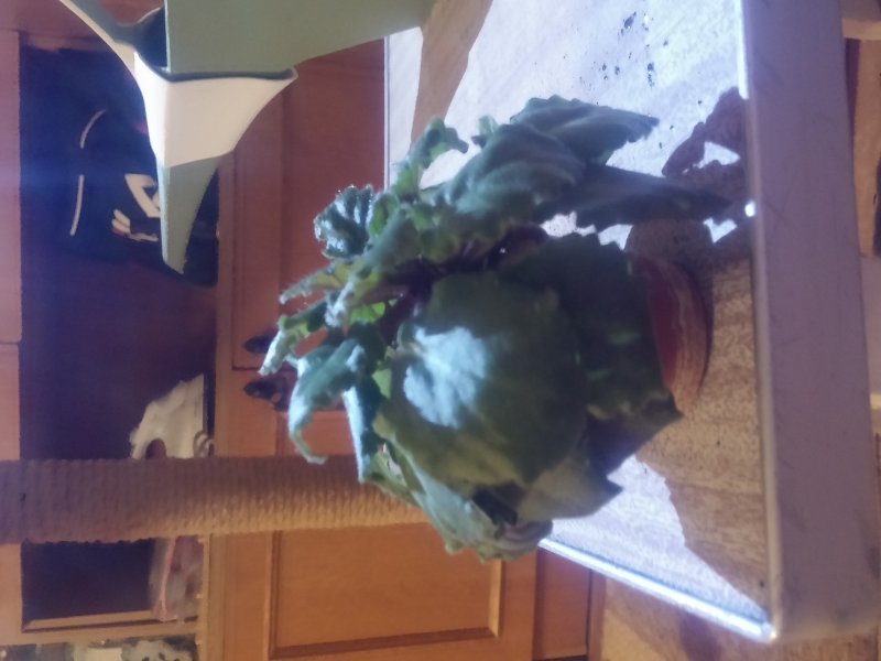 2016-12-07 21.49.13.jpg