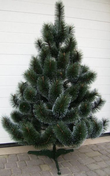 Сосна Іній (жилка) 1.jpg