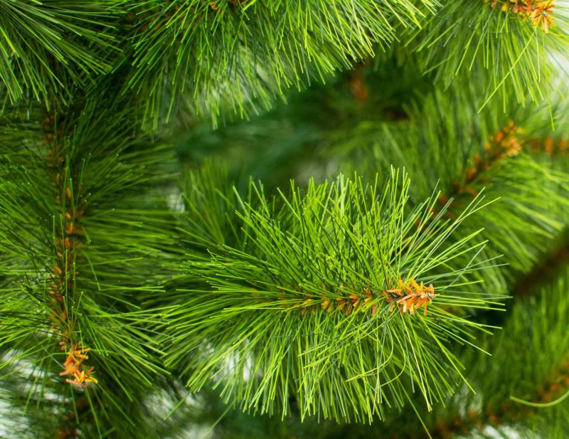 Сосна Мікс (жилка) 2.jpg