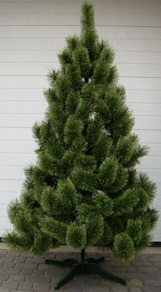 Сосна Розпушена (жилка) 1.jpg