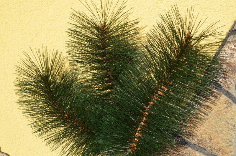 Сосна Темно-зелена (жилка) 2.jpg