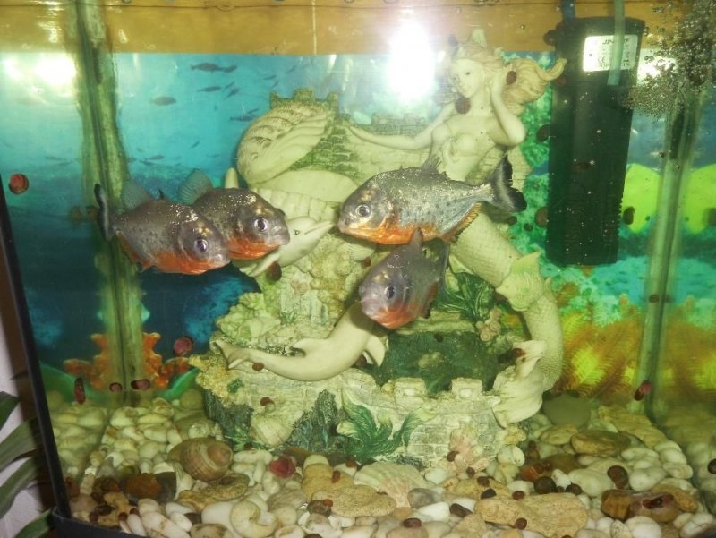 427074576_3_1000x700_prodam-akvarum-pran-som-akvariumistika_rev004.jpg