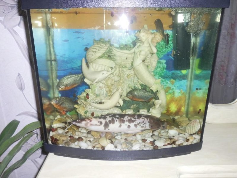 427074576_6_1000x700_prodam-akvarum-pran-som-_rev004.jpg