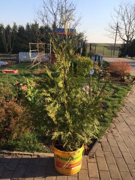 туя.jpg