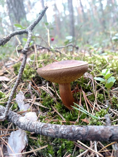 2017-09-16 11.14.19.jpg