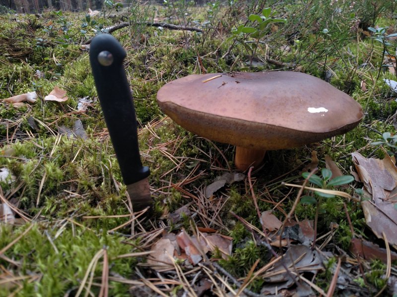 2017-09-16 13.41.31.jpg