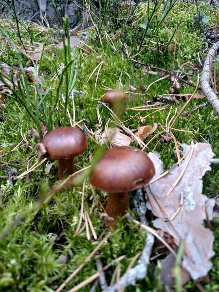 2017-09-16 13.50.53.jpg