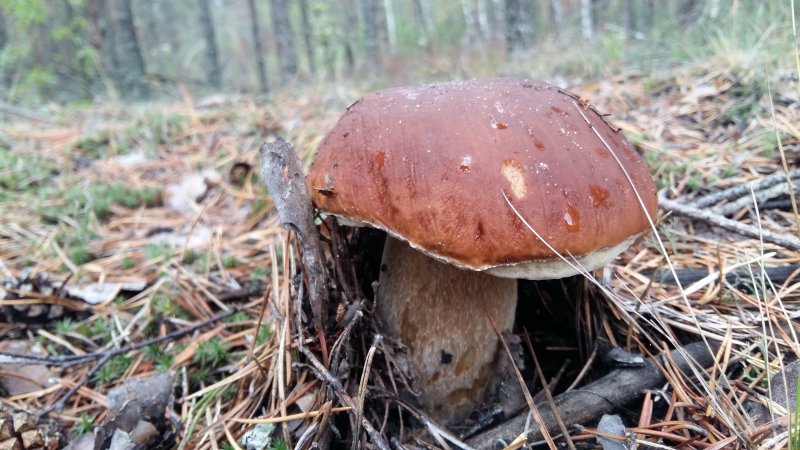 2017-09-08 11.46.09.jpg