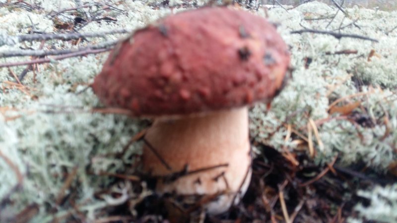 2017-09-22 07.46.49.jpg