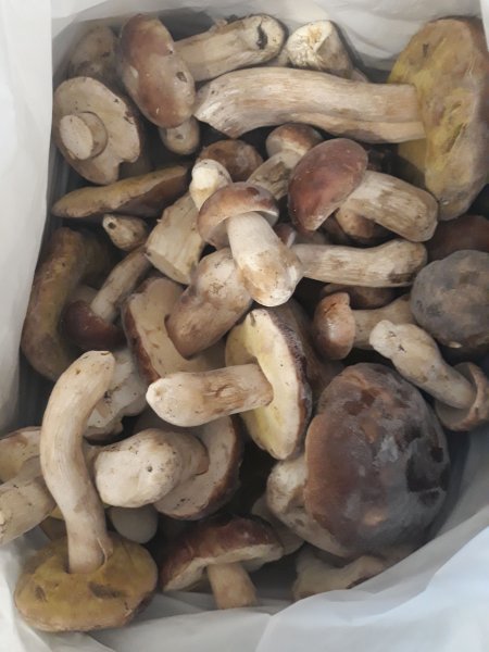 білі гриби.jpg