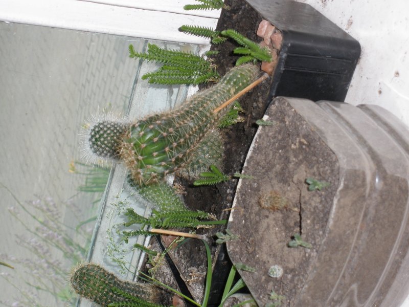 P1010734.JPG
